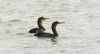 Shag at South Fambridge (Steve Arlow) (43410 bytes)