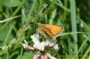 Essex Skipper at Benfleet Downs (Richard Howard) (73070 bytes)