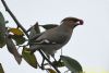 Waxwing at Oakengrange Drive, Southend (Richard Howard) (44780 bytes)