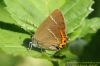 White-letter Hairstreak at Benfleet Downs (Richard Howard) (59478 bytes)