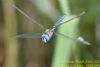 Migrant Hawker at Vange Marsh (RSPB) (Richard Howard) (37240 bytes)