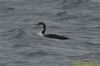 Great Northern Diver at South Fambridge (Richard Howard) (60277 bytes)