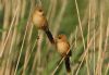 Bearded Tit at Private site with no public access (Steve Arlow) (100589 bytes) Bearded Tit at Private site with no public access (Steve Arlow) (100589 bytes)