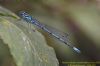 Azure Damselfly at Benfleet Downs (Richard Howard) (56862 bytes)