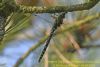 Migrant Hawker at Gunners Park (Richard Howard) (61237 bytes)