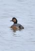 Black-necked Grebe at Bowers Marsh (RSPB) (Graham Oakes) (24352 bytes)