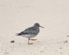 Purple Sandpiper at Gunners Park (Andrew Armstrong) (60795 bytes) Purple Sandpiper at Gunners Park (Andrew Armstrong) (60795 bytes)