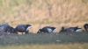 Black Brant at Wallasea Island (RSPB) (Tim Bourne) (37827 bytes) Black Brant at Wallasea Island (RSPB) (Tim Bourne) (37827 bytes)