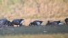 Black Brant at Wallasea Island (RSPB) (Tim Bourne) (37827 bytes)