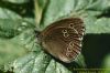 Ringlet at Benfleet Downs (Richard Howard) (84538 bytes)