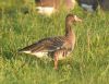 White-fronted Goose at Bowers Marsh (RSPB) (Graham Oakes) (100313 bytes)