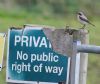 Wheatear at Canvey Island (Vince Kinsler) (75001 bytes)