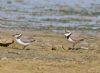 Little Ringed Plover at Bowers Marsh (RSPB) (Graham Oakes) (78152 bytes) Little Ringed Plover at Bowers Marsh (RSPB) (Graham Oakes) (78152 bytes)