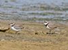 Little Ringed Plover at Bowers Marsh (RSPB) (Graham Oakes) (78152 bytes)