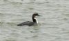 Great Northern Diver at Southend Pier (Steve Arlow) (51201 bytes) Great Northern Diver at Southend Pier (Steve Arlow) (51201 bytes)