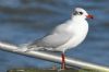 Mediterranean Gull at Southend Pier (Richard Howard) (44155 bytes)