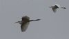 Great White Egret at Wallasea Island (RSPB) (Jeff Delve) (16253 bytes)