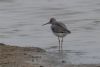 Greenshank at Lower Raypits (Jeff Delve) (41074 bytes)