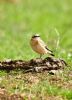 Wheatear at Fleet Head (Graham Oakes) (82449 bytes)