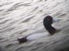 Scaup at West Canvey Marsh (RSPB) (Martin Cracknell) (62831 bytes) Scaup at West Canvey Marsh (RSPB) (Martin Cracknell) (62831 bytes)