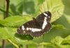White Admiral at Belfairs N.R. (Jeff Delve) (65352 bytes) White Admiral at Belfairs N.R. (Jeff Delve) (65352 bytes)