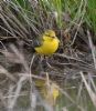 Yellow Wagtail at Wallasea Island (RSPB) (Jeff Delve) (103817 bytes)