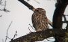 Little Owl at Southend Airport (Paul Baker) (48752 bytes)