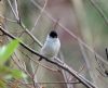 Blackcap at Private site with no public access (Vince Kinsler) (117043 bytes)