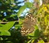 Speckled Wood at South Fambridge (Paul Baker) (91839 bytes)