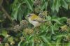 Firecrest at Shoebury East Beach (Richard Howard) (140760 bytes)