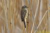 Sedge Warbler at Vange Marsh (RSPB) (Richard Howard) (53958 bytes)