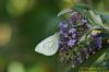 Green-veined White at Two Tree Island (Richard Howard) (92643 bytes)