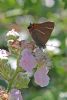 White-letter Hairstreak at Benfleet Downs (Mike Bailey) (58360 bytes)