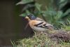 Brambling at Canewdon (Jeff Delve) (60683 bytes)