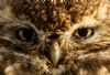 Little Owl at Canewdon (Jeff Delve) (90588 bytes) Little Owl at Canewdon (Jeff Delve) (90588 bytes)