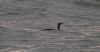Red-throated Diver at Gunners Park (Vince Kinsler) (130538 bytes) Red-throated Diver at Gunners Park (Vince Kinsler) (130538 bytes)