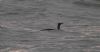 Red-throated Diver at Gunners Park (Vince Kinsler) (130538 bytes)