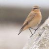 Wheatear at Shoebury East Beach (Paul Griggs) (111237 bytes)