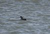 Great Northern Diver at Gunners Park (John Wright) (61900 bytes)