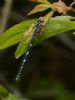 Azure Damselfly at Bowers Marsh (RSPB) (Graham Oakes) (47940 bytes)