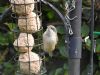 Lesser Whitethroat at Rayleigh (Jeff Delve) (74464 bytes) Lesser Whitethroat at Rayleigh (Jeff Delve) (74464 bytes)