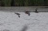 Garganey at Vange Marsh (RSPB) (Jeff Delve) (57200 bytes)