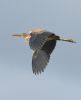 Purple Heron at Bowers Marsh (RSPB) (Graham Oakes) (28055 bytes) Purple Heron at Bowers Marsh (RSPB) (Graham Oakes) (28055 bytes)
