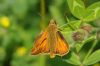 Large Skipper at Benfleet Downs (Richard Howard) (54223 bytes)