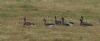 White-fronted Goose at Bowers Marsh (RSPB) (Steve Arlow) (39055 bytes) White-fronted Goose at Bowers Marsh (RSPB) (Steve Arlow) (39055 bytes)