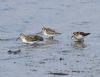 Little Stint at Bowers Marsh (RSPB) (Graham Oakes) (66693 bytes) Little Stint at Bowers Marsh (RSPB) (Graham Oakes) (66693 bytes)