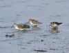 Little Stint at Bowers Marsh (RSPB) (Graham Oakes) (66693 bytes)