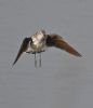 Green Sandpiper at West Canvey Marsh (RSPB) (Graham Oakes) (43142 bytes)