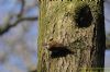 Treecreeper at Thundersley Glen (Richard Howard) (163647 bytes)