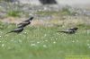 Ring Ouzel at Wakering Stairs (Richard Howard) (62277 bytes)